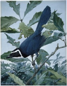 White-throated Jay