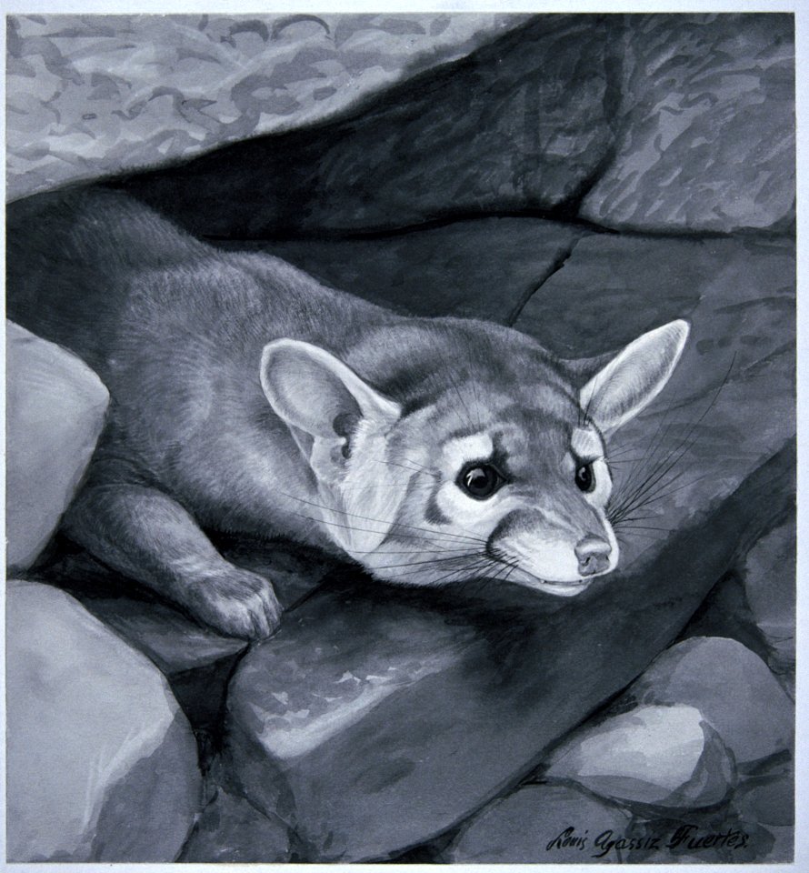 Bassariscus