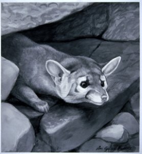 Bassariscus