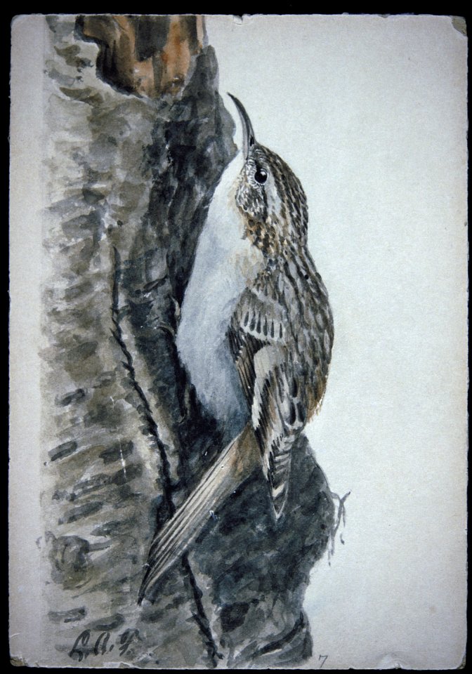 Brown Creeper