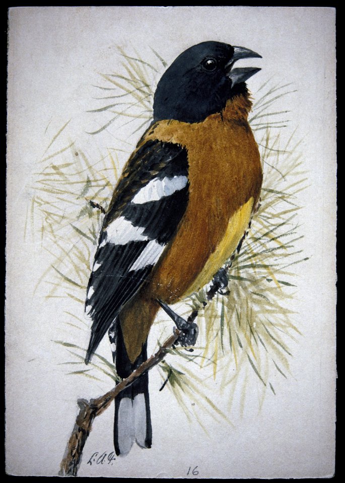 Black-headed Grosbeak-2