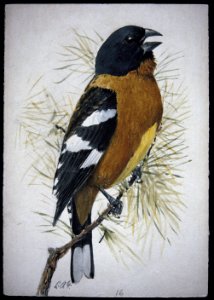 Black-headed Grosbeak-2