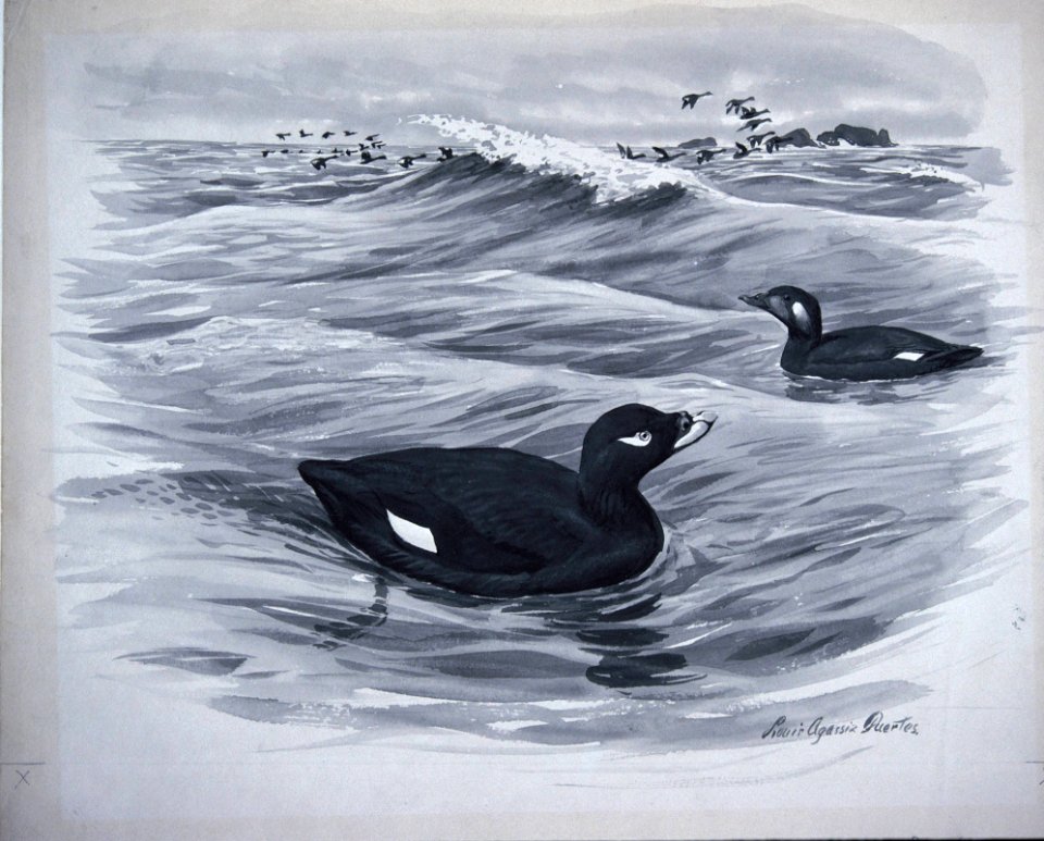 White winged Scoter