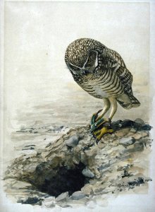 Burrowing Owl-1