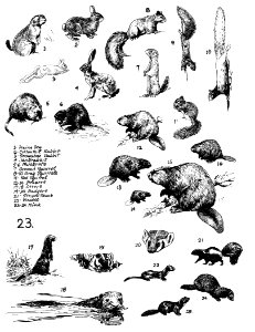 Mammals 23 (small mammals)