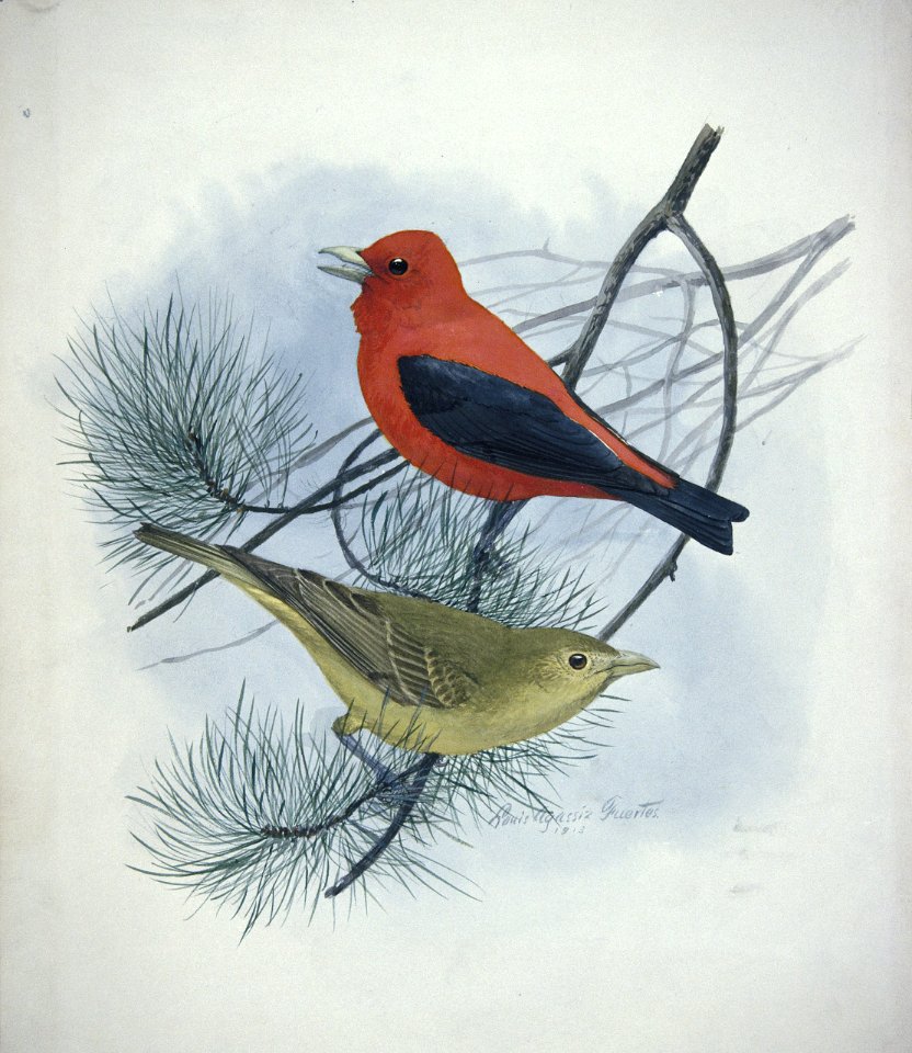 Scarlet Tanager