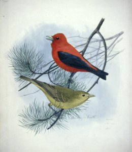 Scarlet Tanager