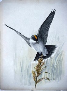 Eastern Kingbird-1