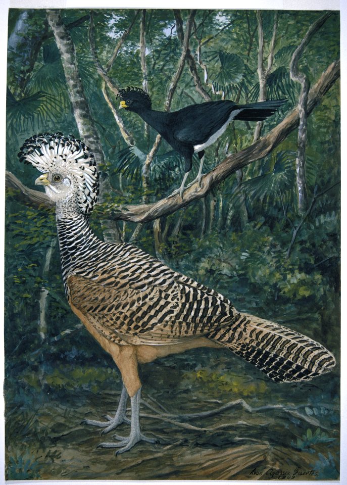 Central American Curassows