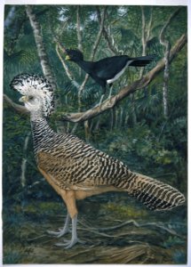 Central American Curassows