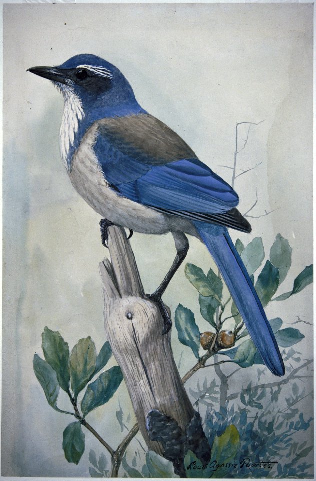Western Scrub-Jay-3