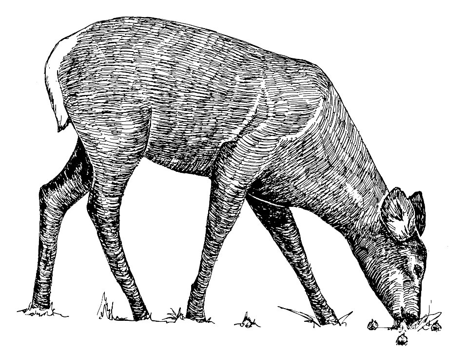 White-Tailed Deer-2