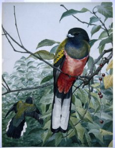 Eared Trogan