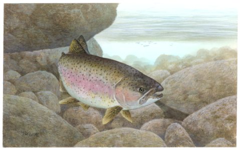 Rainbow Trout-3