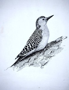 Red-bellied Woodpecker-1