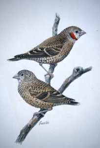 Cutthroat Finch