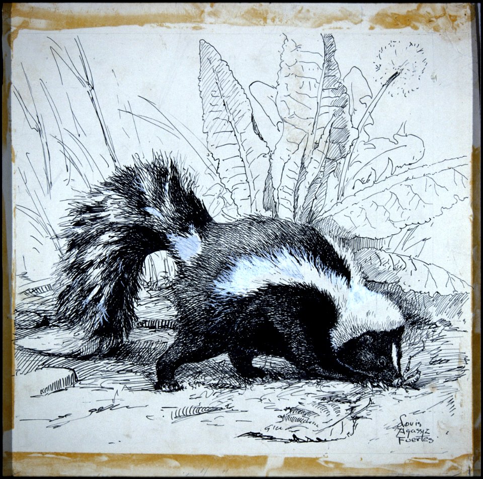 Striped skunk