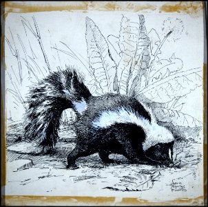 Striped skunk