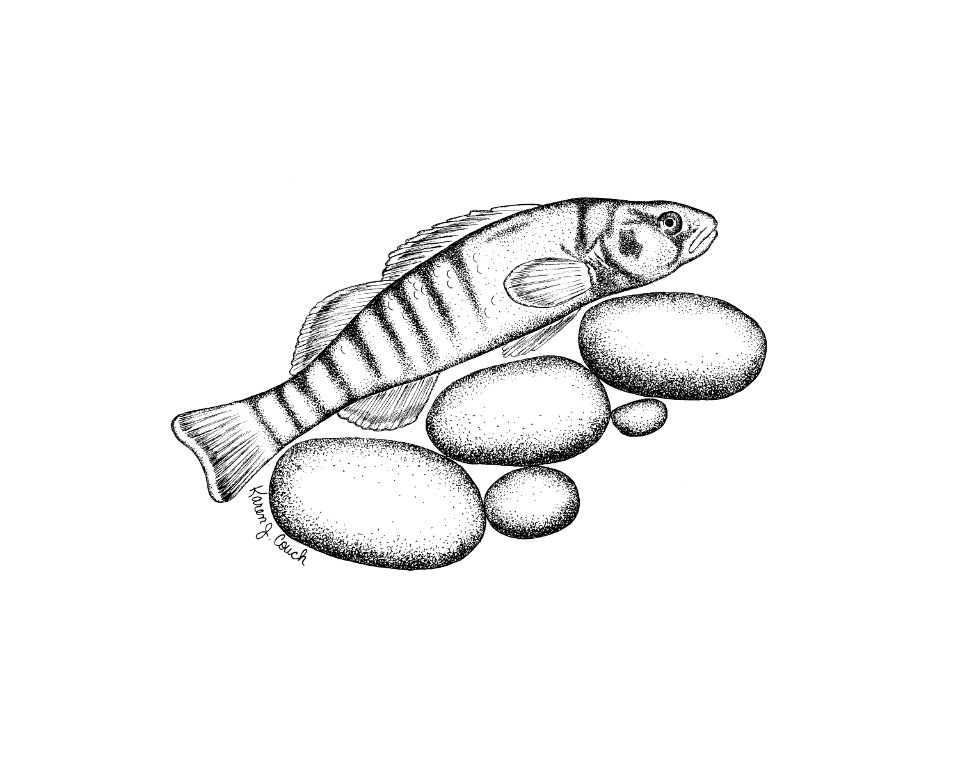 Tippecanoe darter