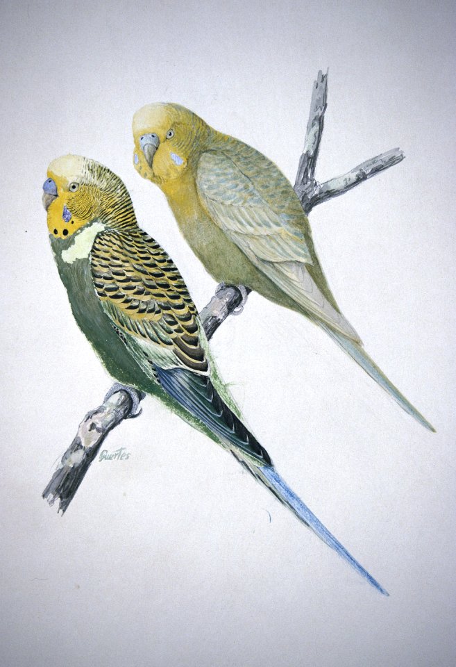 Budgerigar