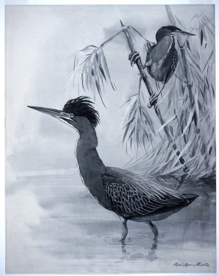 Cuban Green Heron