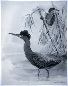Cuban Green Heron