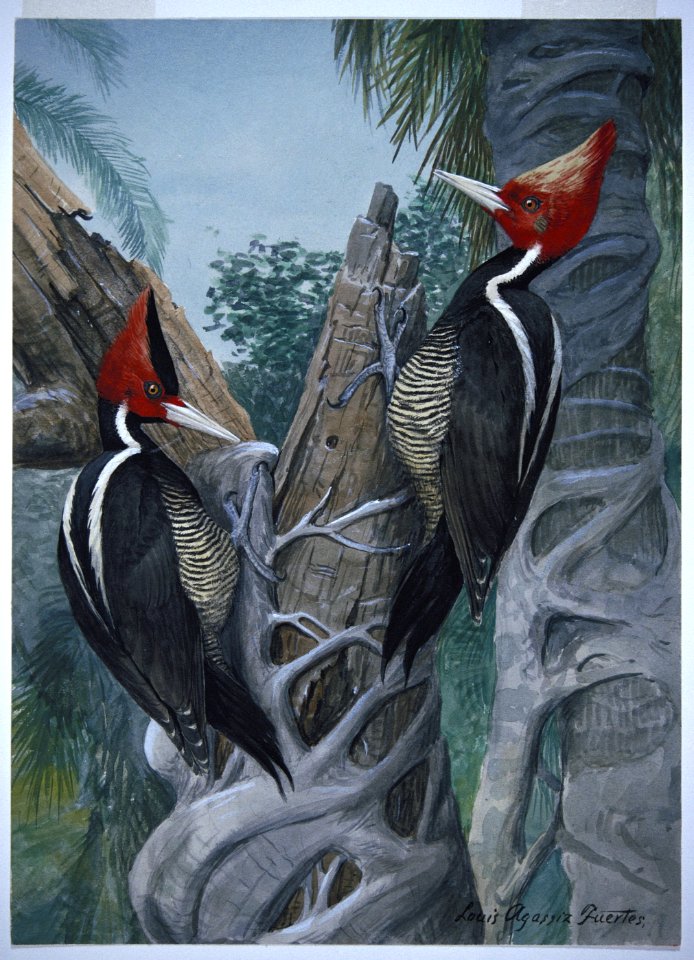 Ivory-billed Woodpecker