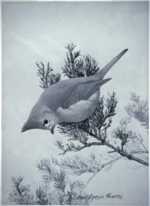 Plain Titmouse