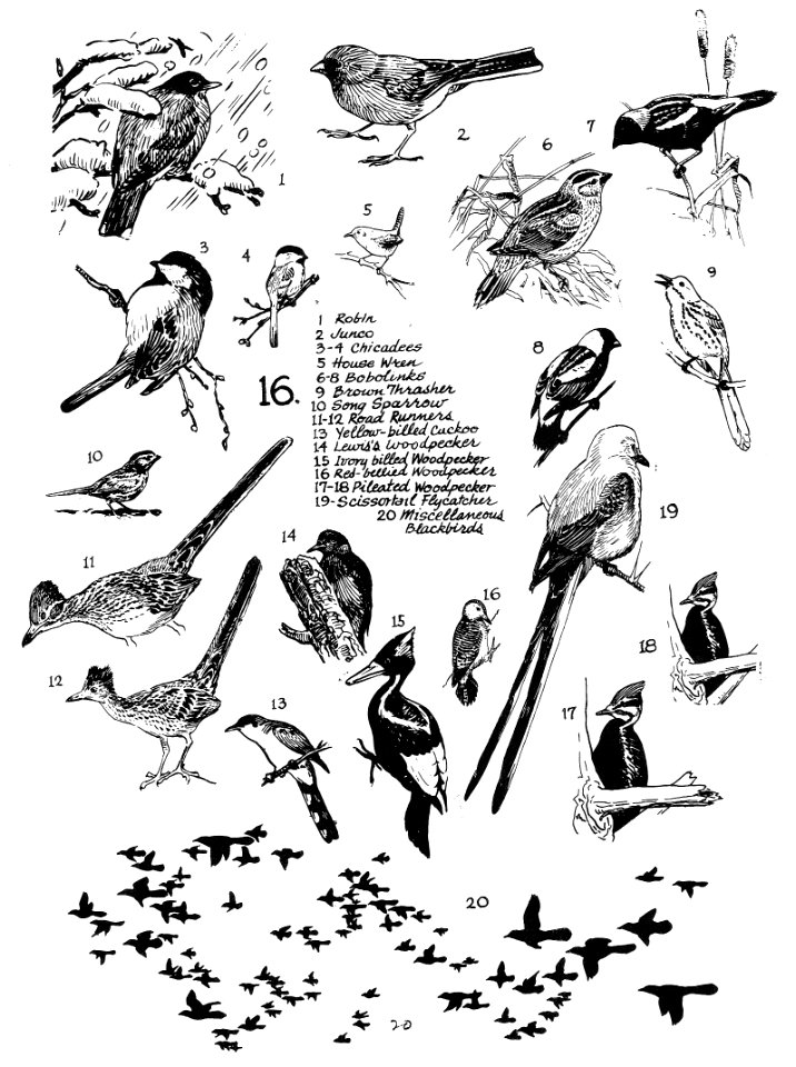 Birds 16
