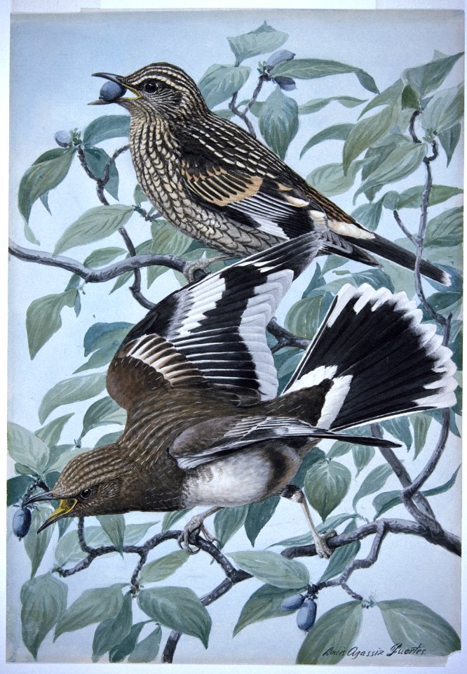 Aztec Thrush