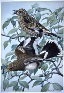 Aztec Thrush