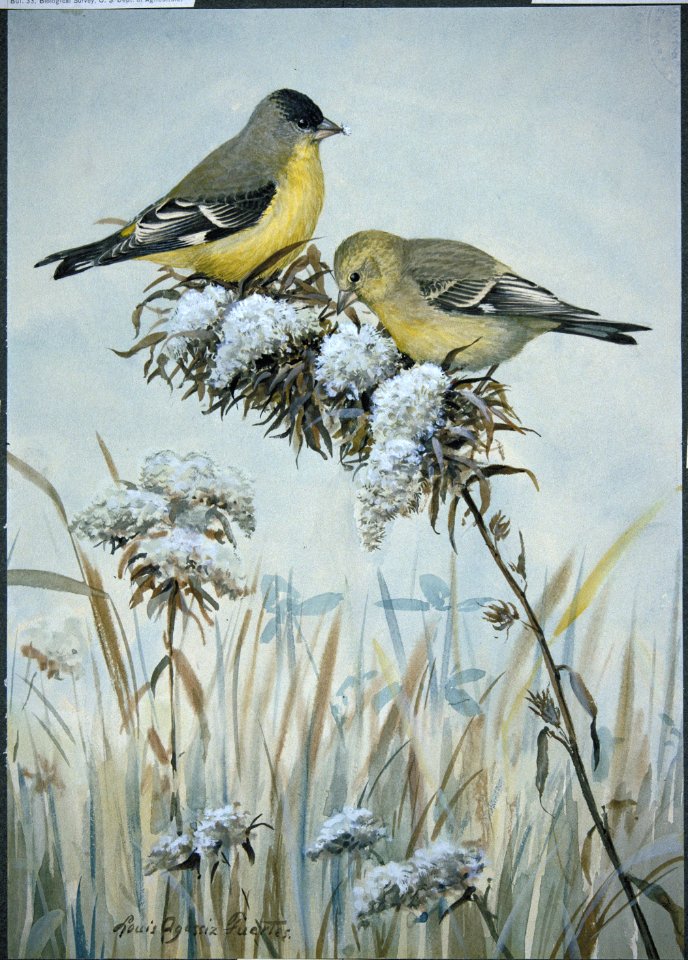 Lesser Goldfinch