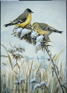Lesser Goldfinch