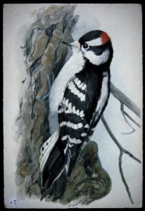 Downy Woodpecker-1