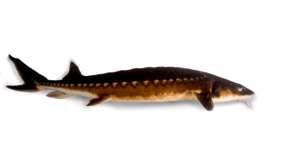 Shortnose sturgeon