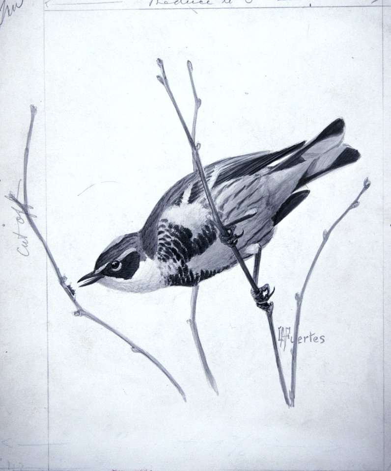 Yellow-rumped Warbler