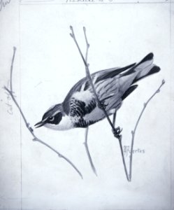 Yellow-rumped Warbler