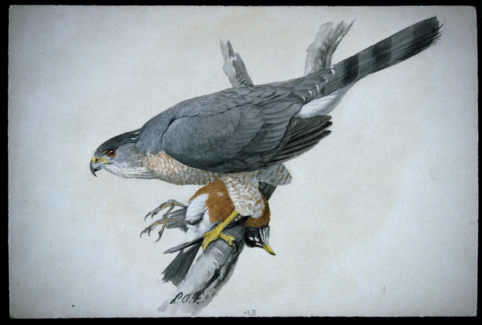 Cooper's Hawk