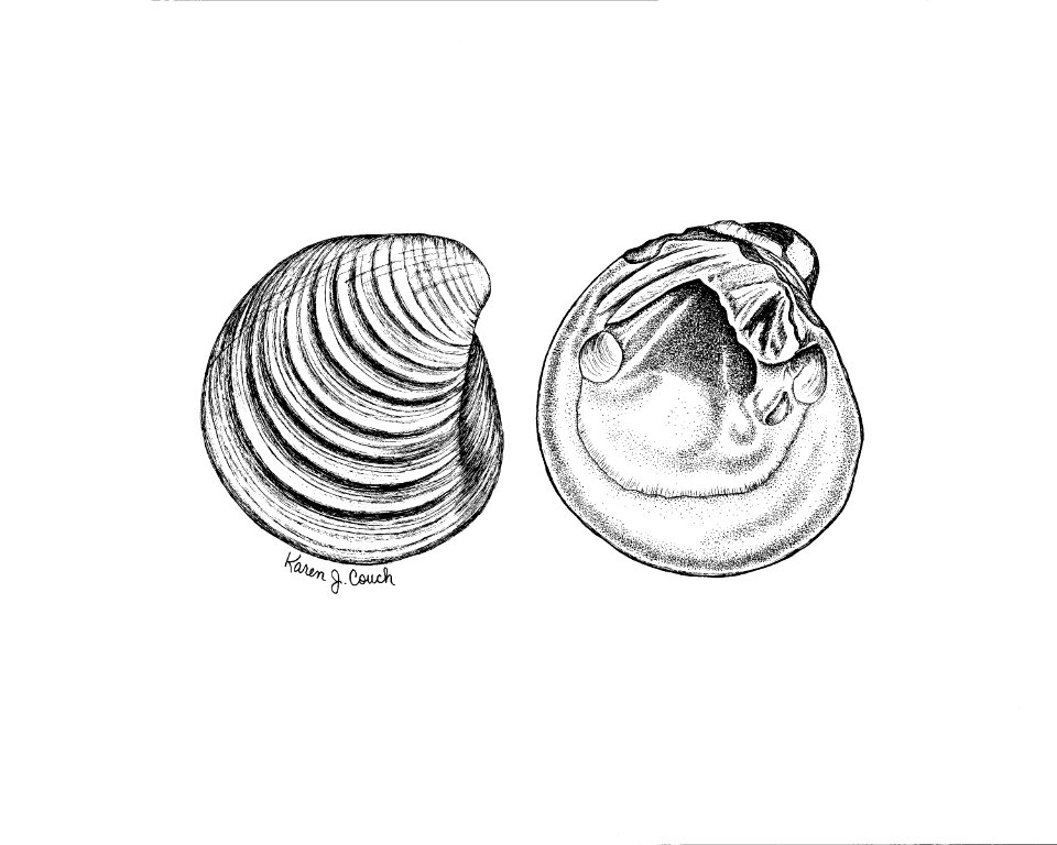 Ring Pink Mussel