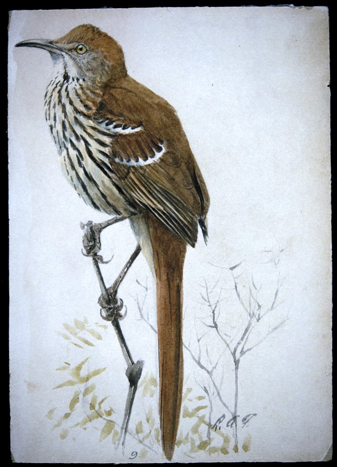 Brown Thrasher