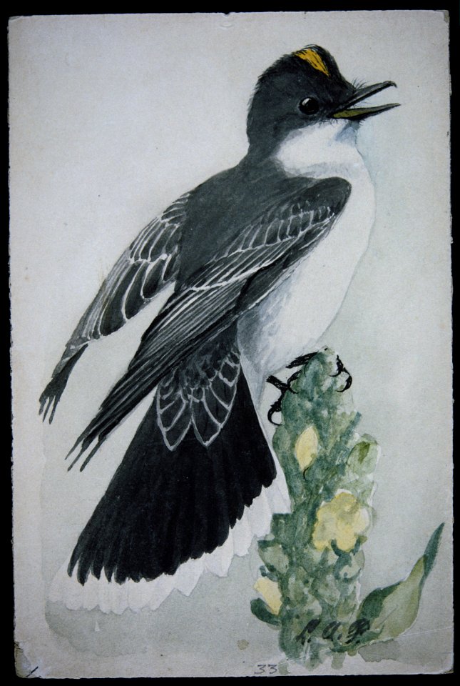 Eastern Kingbird-2