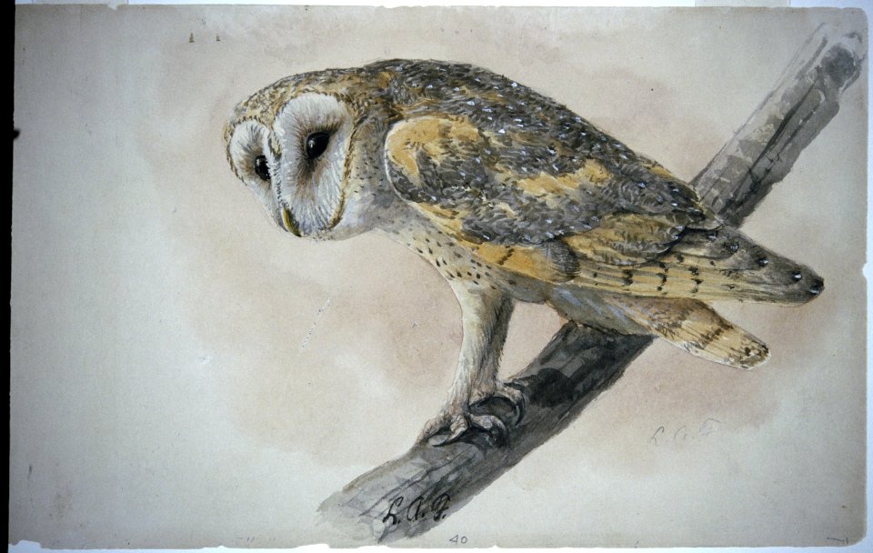 Barn Owl