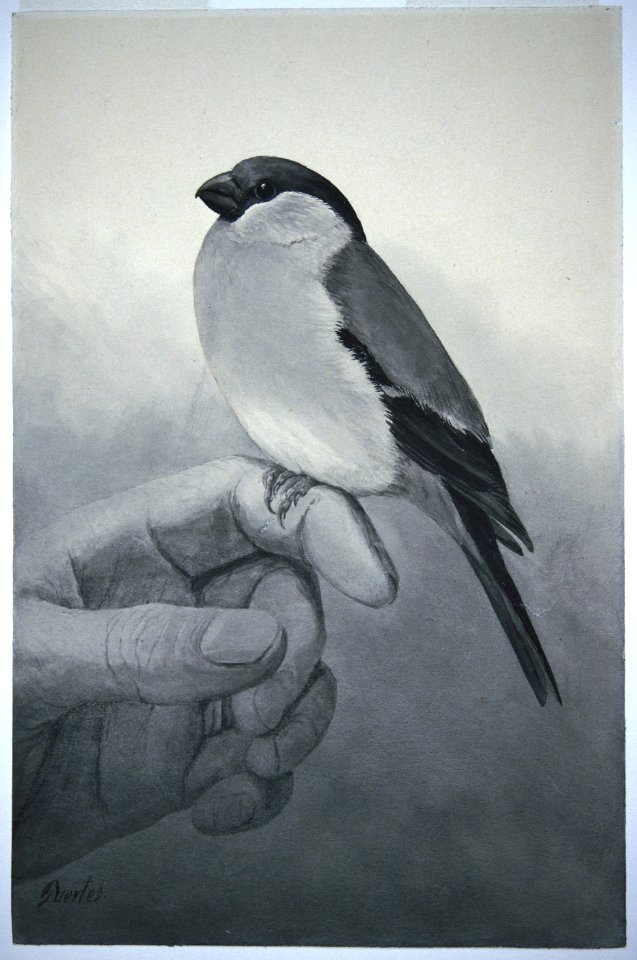 Eurasian Bullfinch