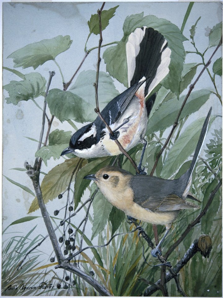 Red-breasted Chat