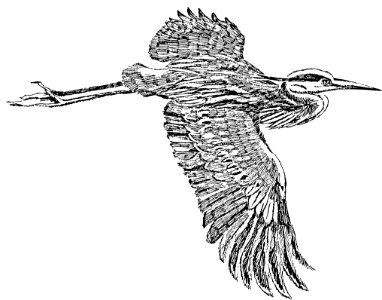 Great Blue Heron In Flight