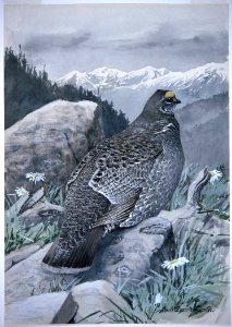 Blue Grouse