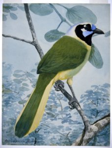 Green Jay