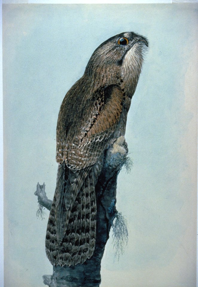 Common Potoo