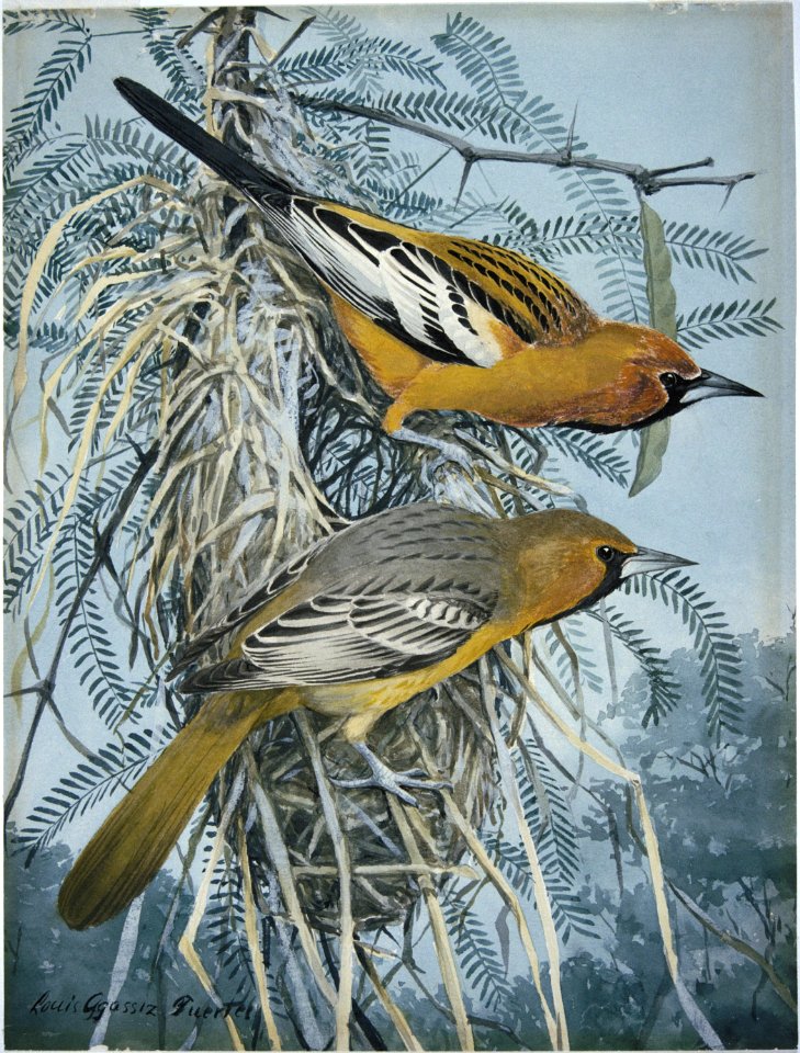 Streak-backed Oriole