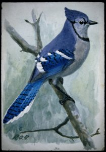 Blue Jay